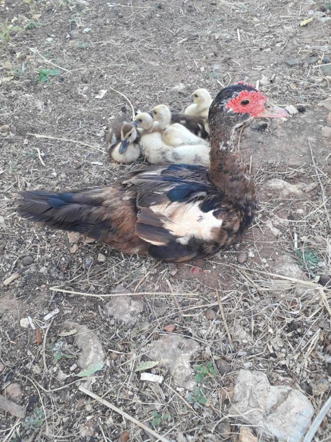 Quinta Da Jolanda-Happy Family Farm Lejlighed Lagos Eksteriør billede